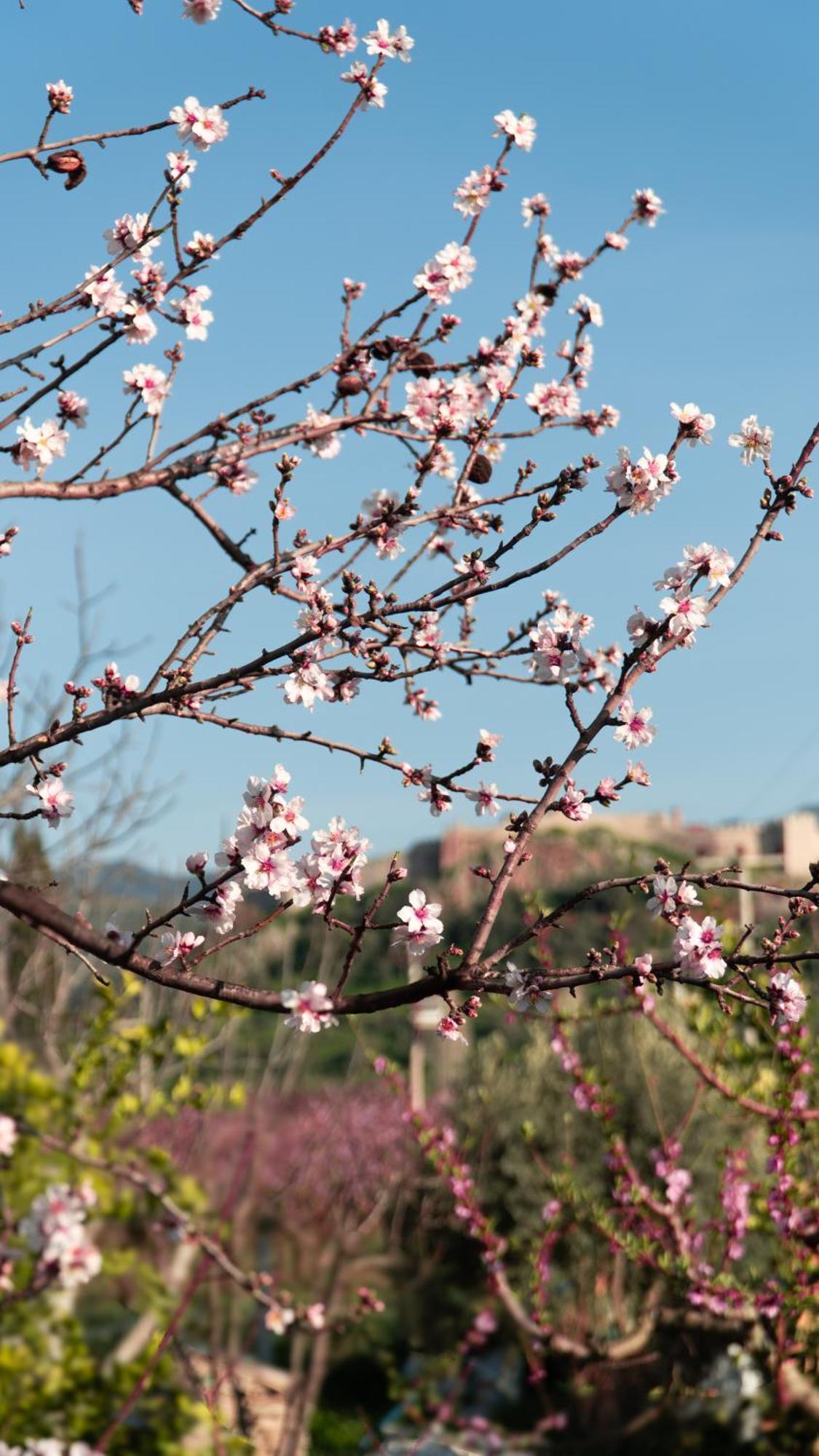 Hotel Mandalin Glamping à Selçuk Extérieur photo
